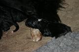 BORDER COLLIE - MISE BAS 013